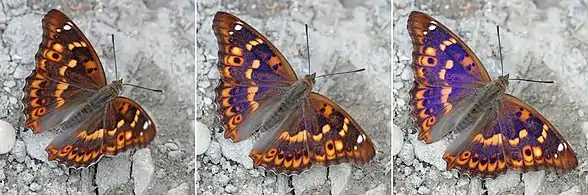 Composite A. i. ilia f. clytie, Hungary