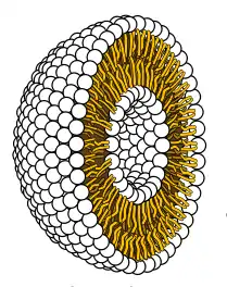 Image 19Cross-section through a liposome (from History of Earth)