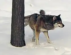 A gray wolf scent-marking his territory