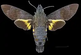 Macroglossum corythus ♂