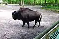 European bison