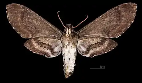 Female ventral  Coll. MHNT