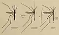 Coloured drawing of three mosquitoes displayed as scientific specimens