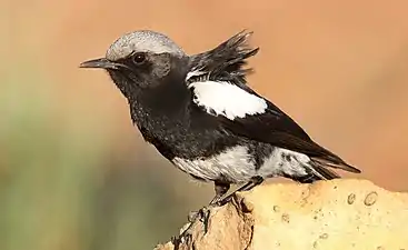 male with grey crown (nominate race)