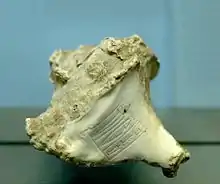 Akkadian language cuneiform on Murex shell, with name of Rimush, 23rd century BC