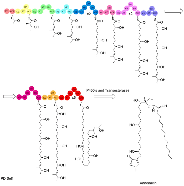 Depiction of the modular polyketide synthesis of annonacin