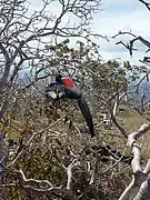 North Seymour Island in the Galápagos