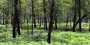 Northern Post Oak Savanna, Gus Engeling Wildlife Management Area, Anderson County (April 2017).