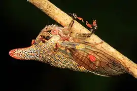 Oak treehopper insect