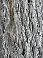 Bark of var. italica