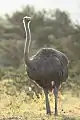 Common Ostrich
