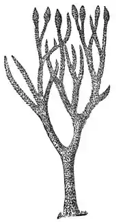Image 44Lepidodendron, an extinct lycophyte tree (from Tree)