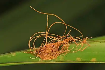 Nest-like strands of frass surrounding the larva