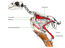 Illustration of a parrot skeleton with known bones of the St. Croix macaw marked