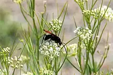 Pepsis_thisbe_on_Asclepias_subverticillata
