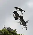Three white-faced herons squabble as they approach a perch (East Timor)