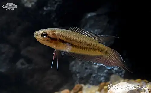Pseudosphromenus dayi (Spike Tailed Paradise Fish)