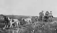 Image 30Cart dogs, c. 1900; different in appearance but doing the same work (from Dog type)