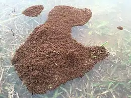 A floating "raft" of red imported fire ants (RIFA) in North Carolina is seen over land that normally forms the bank of a pond. The land had become submerged due to excessive rain and resultant flooding which inundated the nest. The raft is anchored to some blades of grass extending above the water's surface.