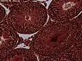 Microscopic view of Rabbit testis 100×