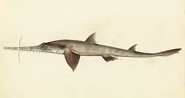 Image 10Longnose sawsharkArtist: William Buelow GouldA sketch of a longnose sawshark (Pristiophorus cirratus), a species of sawshark found in the eastern Indian Ocean around southern Australia on the continental shelf at depths of between 40 and 310 m (130 and 1,020 ft). It is a medium-sized shark with a saw-like flattened snout which measures up to thirty percent of its body size.More selected pictures