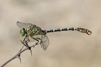 Onychogomphus forcipatus male