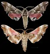 Smerinthus kindermannii