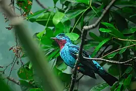 Woodland Park Zoo Spangled Cotinga