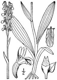 botanical illustration