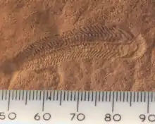 Image 26A 580 million year old fossil of Spriggina floundensi, an animal from the Ediacaran period. Such life forms could have been ancestors to the many new forms that originated in the Cambrian Explosion. (from History of Earth)