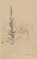 Mullein, pencil and watercolor on paper, ca. 1875 (National Museum in Warsaw).