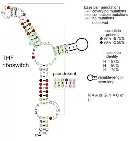 Tetrahydrofolate riboswitch: Secondary structure for the riboswitch marked up by sequence conservation.