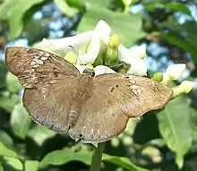 Tagiades flesus from South Africa