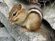 Tamias striatus, Eastern chipmunk