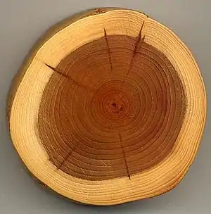 Image 8A section of yew (Taxus baccata) showing 27 annual growth rings, pale sapwood and dark heartwood (from Tree)