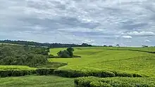 Tea plantations of Kyamuhunga in Bushenyi district in Uganda