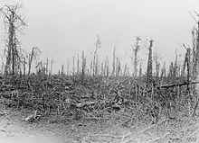 A photo of a devastated treeline showing broken trunks and limbs.