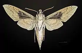 Female ventral view