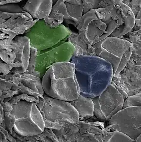 Image 26A late Silurian sporangium, artificially colored. Green: A spore tetrad. Blue: A spore bearing a trilete mark – the Y-shaped scar. The spores are about 30–35 μm across. (from Evolutionary history of plants)
