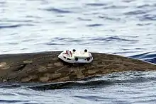 Tagging on Blainville's beaked whale for research purposes
