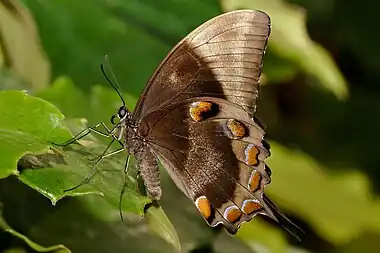 Image 16Papilio ulyssesPhoto credit: Fir0002The Ulysses Butterfly (Papilio ulysses) is a large Australian swallowtail with a wingspan of about 14 cm (5.5 in). The top of the butterfly’s wings are an iridescent electric blue; the underside is a more subdued black and brown coloration. When the butterfly is perched the intense blue of its wings is hidden (as seen here), helping it to blend in with its surroundings.More selected pictures