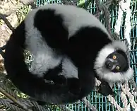 Ruffed Lemur (Varecia variegata)
