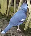 Victoria crowned pigeon at Bristol Zoo, Bristol, England