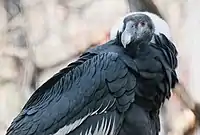 Andean condor