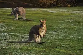 Woodland Park Zoo Wallaby