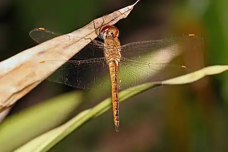 Image 18Globe SkimmerPhoto: Muhammad Mahdi KarimThe Globe Skimmer (Pantala flavescens) is the most widespread dragonfly species on the planet, found between about the 40th parallels of latitude, or where the annual mean temperature is above 20 °C (68 °F), except in Europe where there are only occasional sightings.More selected pictures