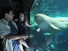Beluga whales under water