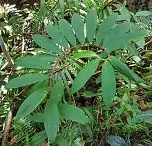 Spirally arranged leaves of wild Cheilocostus speciosus