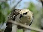 Changeable hawk-eagle