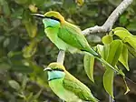 Asian green bee-eater